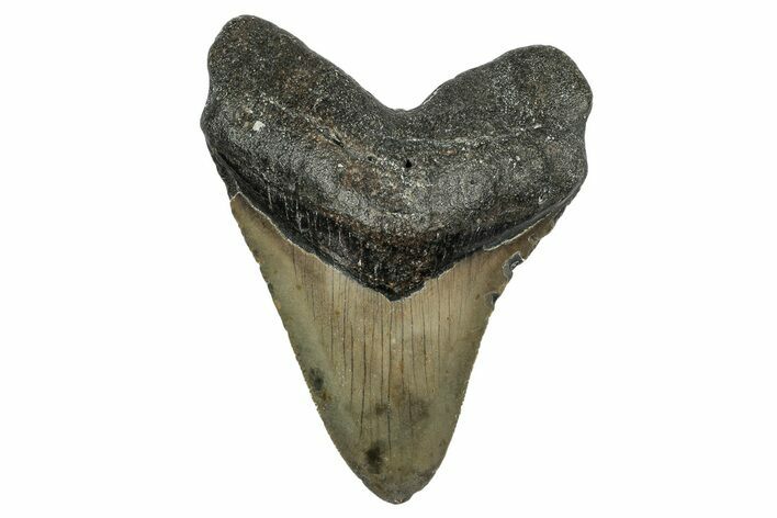 Serrated, Fossil Megalodon Tooth - North Carolina #345676